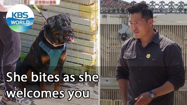 'She bites as she welcomes you (Dogs are incredible) | KBS WORLD TV 210616'