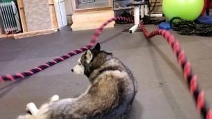 'Battle Ropes! My husky loves battle ropes with his personal trainer mom and clients!'