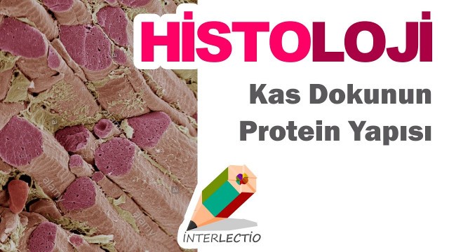 'Histoloji | Kas Doku ~ Kas Dokunun Protein Yapısı'