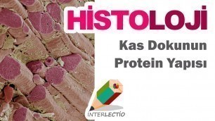 'Histoloji | Kas Doku ~ Kas Dokunun Protein Yapısı'