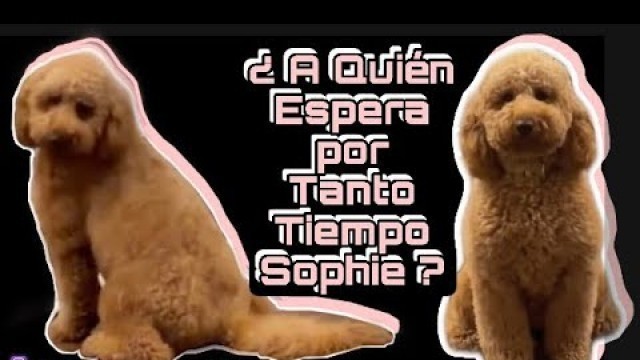 'Sascha Fitness | ¿ A Quién Espera por Tanto Tiempo Sophie ? 