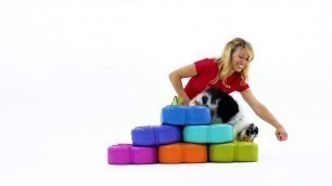 'Canine Conditioning Fitness Coach Certification Master Class'
