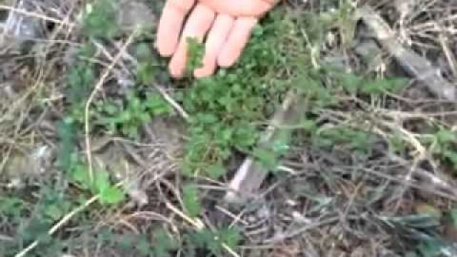 'Wild Plants With Tim Corcoran And Ben Greenfield Video 4: Chickweed'