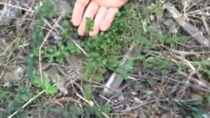 'Wild Plants With Tim Corcoran And Ben Greenfield Video 4: Chickweed'