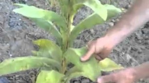 'Wild Plants With Tim Corcoran And Ben Greenfield Video 2: Mullein'