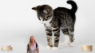 'Riesen Katze Getroffen + Mega Fashion Haul'