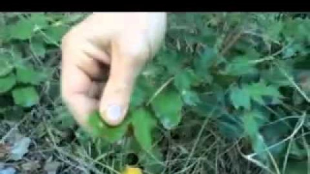 'Wild Plants With Tim Corcoran And Ben Greenfield Video 3: Oregon Grape'