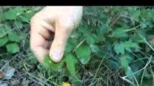 'Wild Plants With Tim Corcoran And Ben Greenfield Video 3: Oregon Grape'