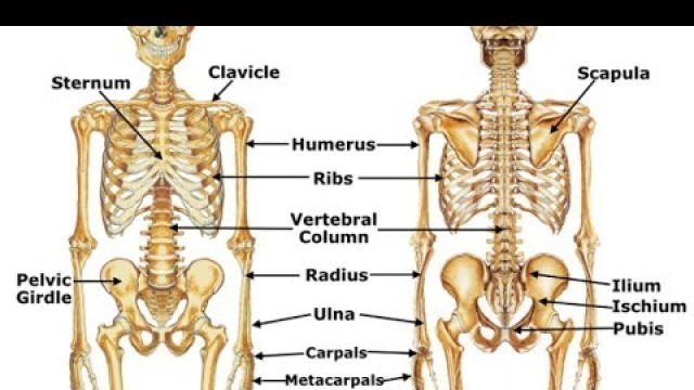 'GCSE PE 5 a day revision vol 20- Bones'