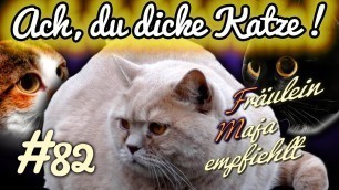 'Katze zu dick! - 5 Strategien zum richtigen Abnehmen - Fräulein Maja empfiehlt Teil 82'