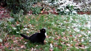 'Katze beim Springtraining - Cat Gym'