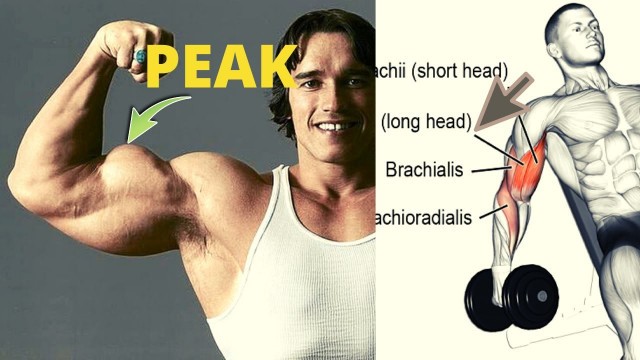 'BICEPS PEAK WORKOUT ( LOG HEAD ) / musculation du pic des biceps'